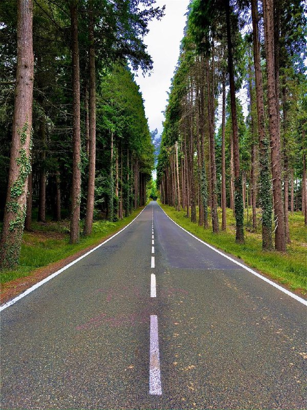 📍Black Canyon of the Gunnison National Park, CO. Beautiful forest and I cannot believe the dilapidated Kia rental could even pull through Rocky Mountains without a single tire change/chaining in snowy weathers, and proper wind shield fluid refill (we used drinking water instead 💀) for 3km+ in altitude climbing, but glad it pulled through! #life📍Black Canyon of the Gunnison National Park, CO. Beautiful forest and I cannot believe the dilapidated Kia rental could even pull through Rocky Mountains without a single tire change/chaining in snowy weathers, and proper wind shield fluid refill (we used drinking water instead 💀) for 3km+ in altitude climbing, but glad it pulled through! #life